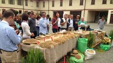 Ager a LInea Verde