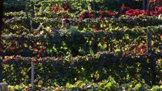 ager agricoltura di montagna low