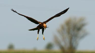 BIOSOURCE Falco di palude ANTONELLO TURRI