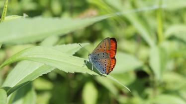 BIOSOURCE Lycaena dispar DEBORA SALA