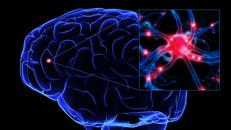 Brain