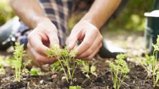 Dieci giorni green