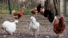 galline