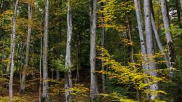 Join Nature: invito alle aziende per tutelare insieme la biodiversità