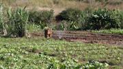 Nutrire il pianeta Mozambico