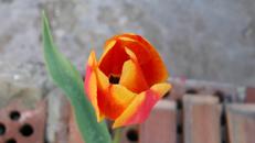 Tulipano rosso giallo