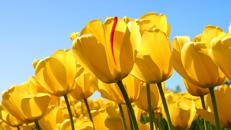 Tulips