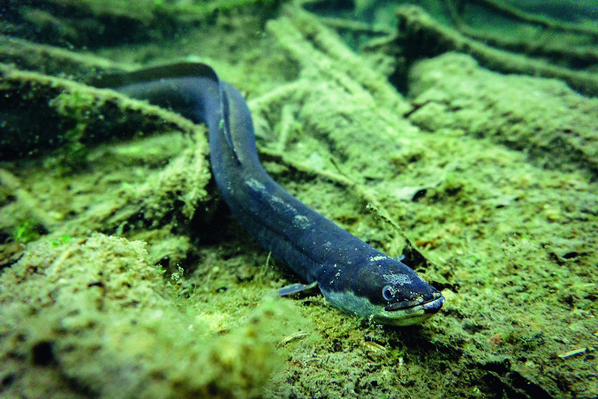 Giornata mondiale della Terra: l’importanza della biodiversità