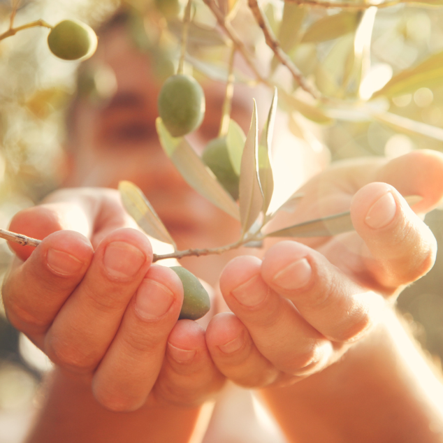 Olivicoltura: spazio ai giovani ricercatori